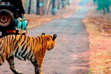 Golden Triangle Tour With Ranthambore