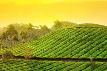 Discover the breathtaking hill stations of Munnar and Thekkady Charismatic Kerala Family Holiday Package. Indian Impression gives you the best tour packages