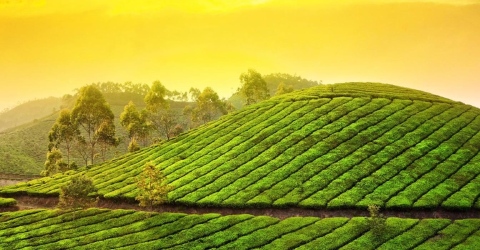 Discover the breathtaking hill stations of Munnar and Thekkady Charismatic Kerala Family Holiday Package. Indian Impression gives you the best tour packages