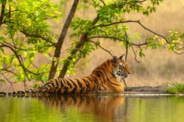 Golden Triangle With Jhalana Leopard Sanctuary